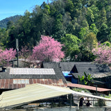 浅煎りタイ ファイ・チョンプー アナエロビック