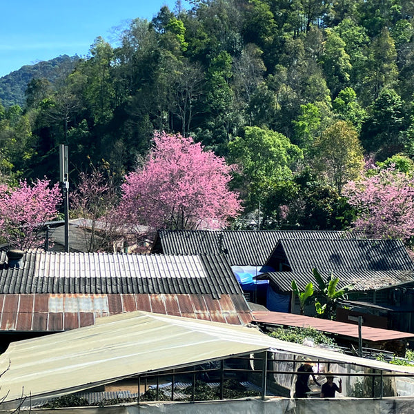 浅煎りタイ ファイ・チョンプー アナエロビック