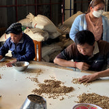 浅煎りタイ ファイ・チョンプー アナエロビック