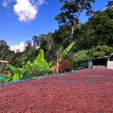浅煎りタイ ファイ・チョンプー アナエロビック