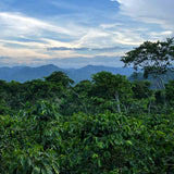 中深煎りニカラグア パカマラ