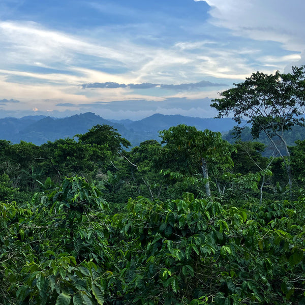 ニカラグア パカマラ