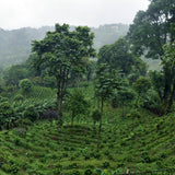 深煎りニカラグア サンタアナ